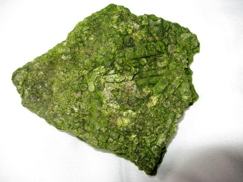 Algae Limestone 1.JPG