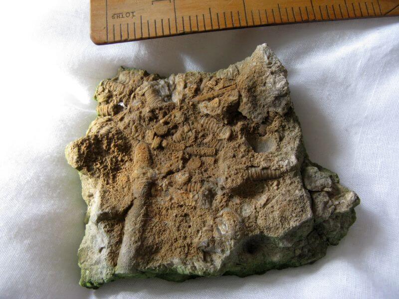 Algae Limestone 2.JPG