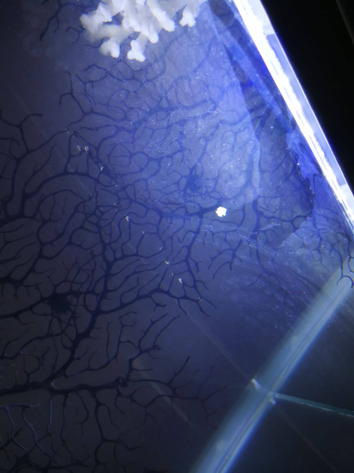 WhatsApp Image 2018-03-20 at 19.56.48.jpeg