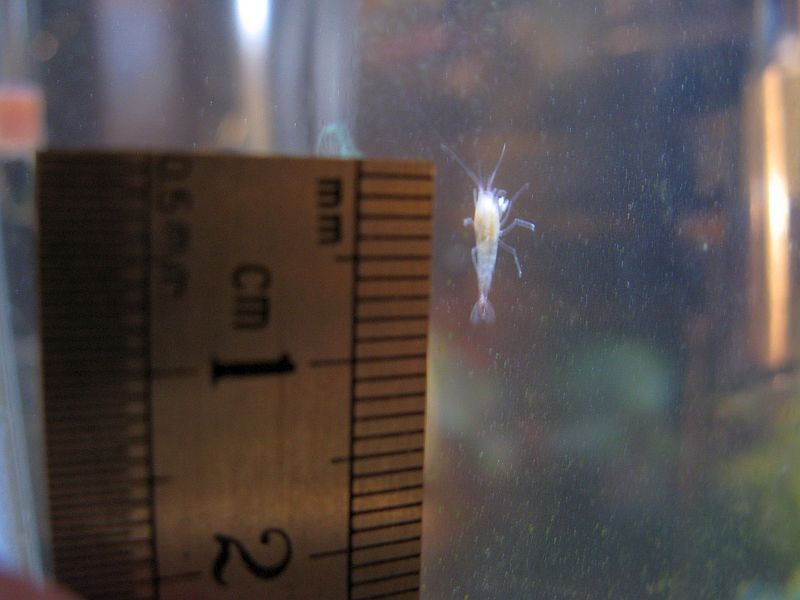 8mm shrimp.JPG