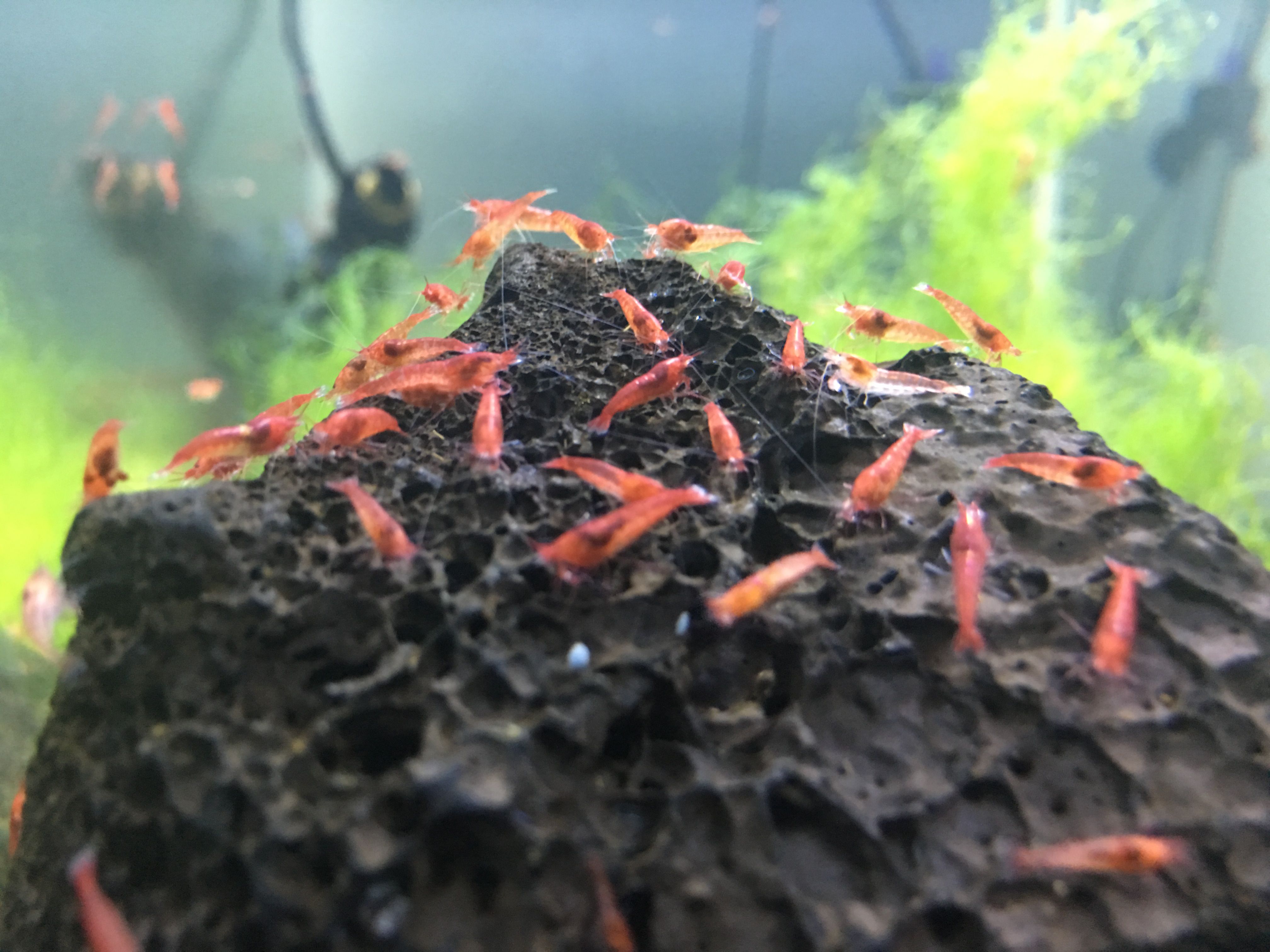 Photo 26-05-2018, 09 58 52.jpg