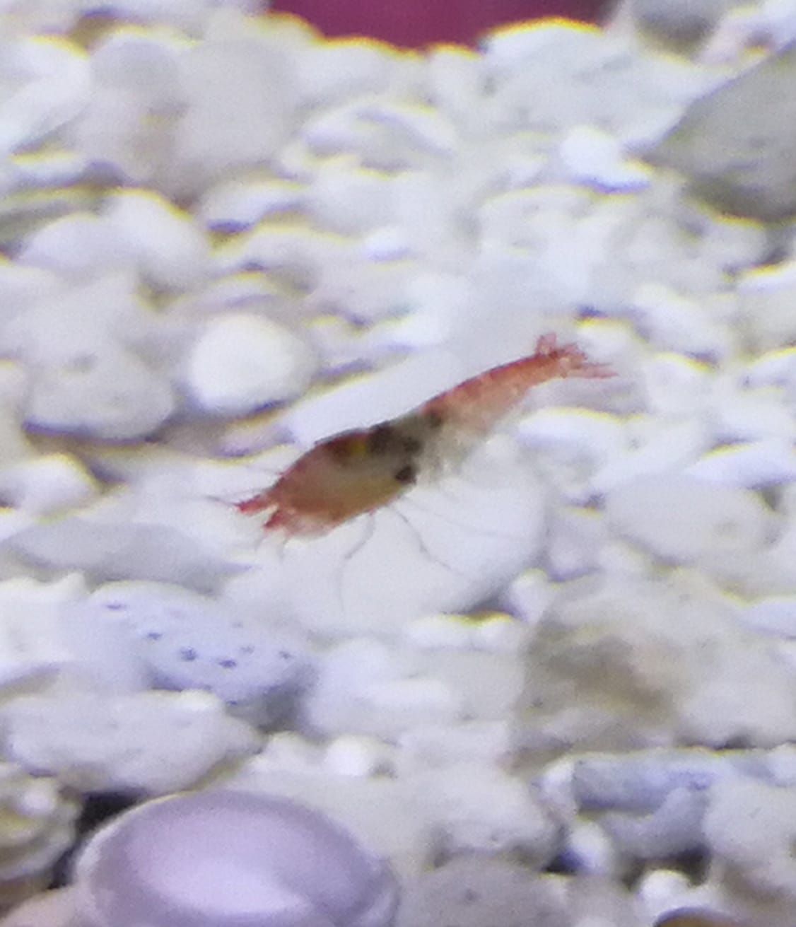 WhatsApp Image 2018-06-04 at 17.29.24.jpeg