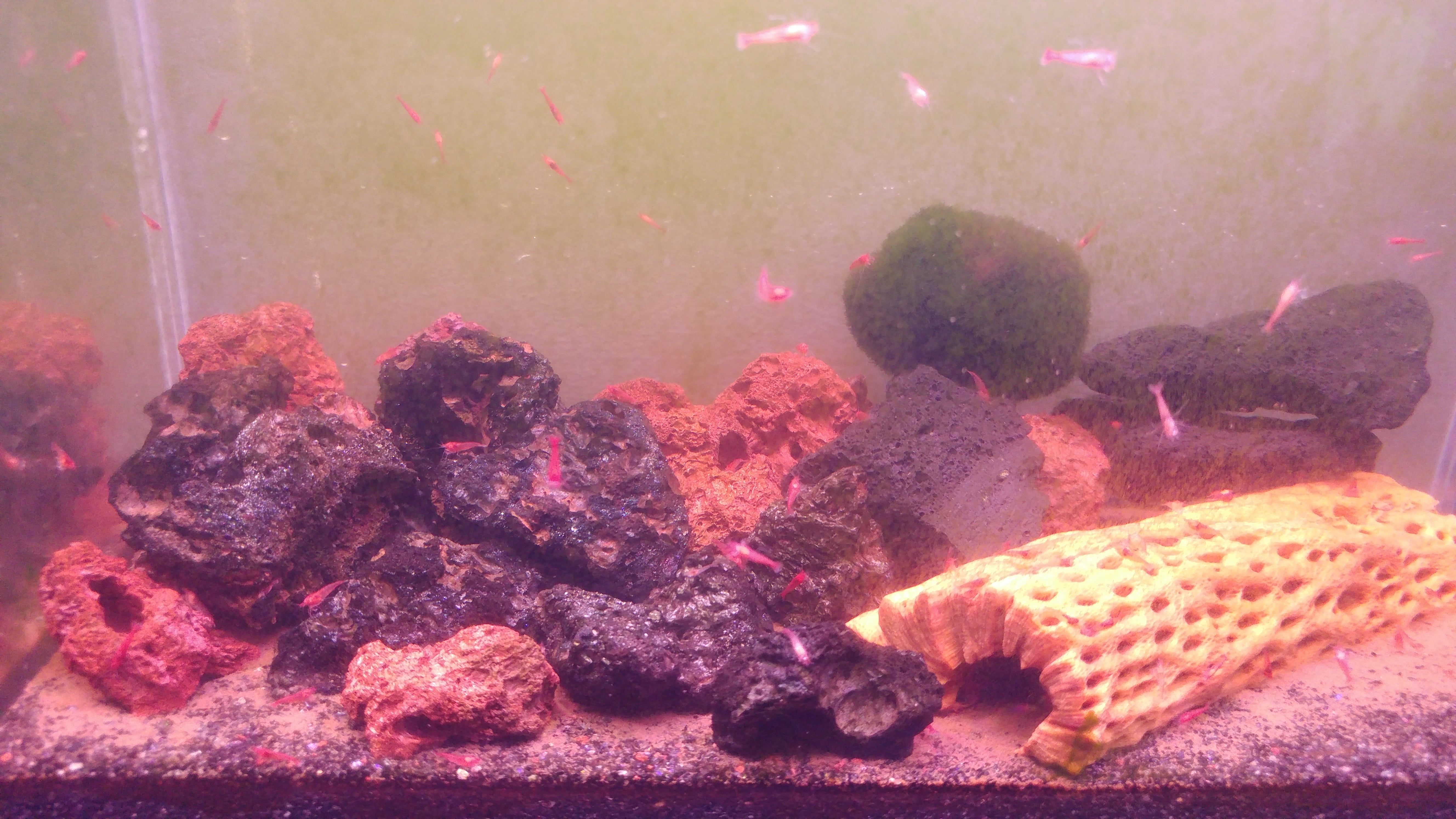 Opae ula tank 1-min.jpg