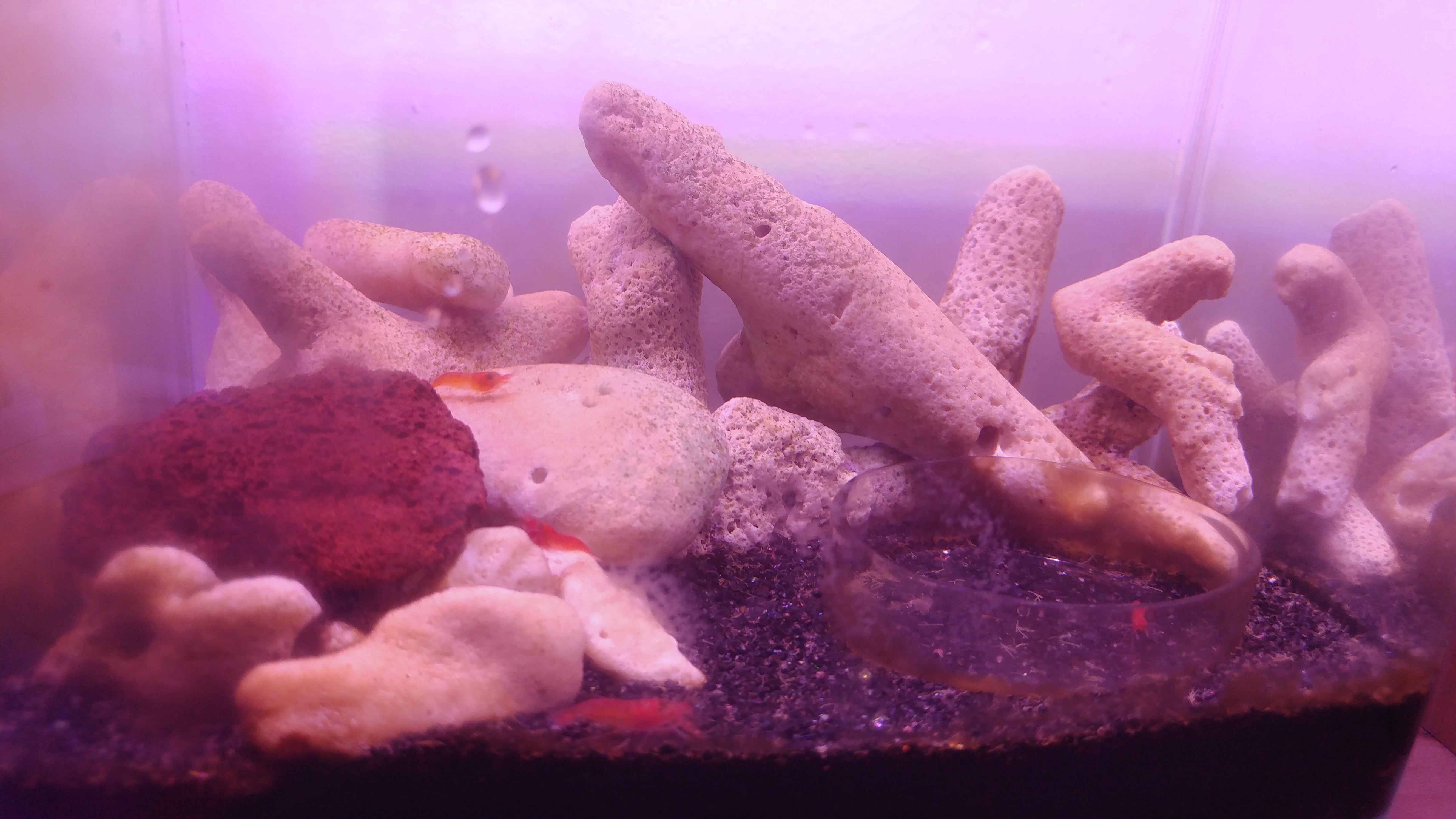 Alpha opae ula tank-min.jpg