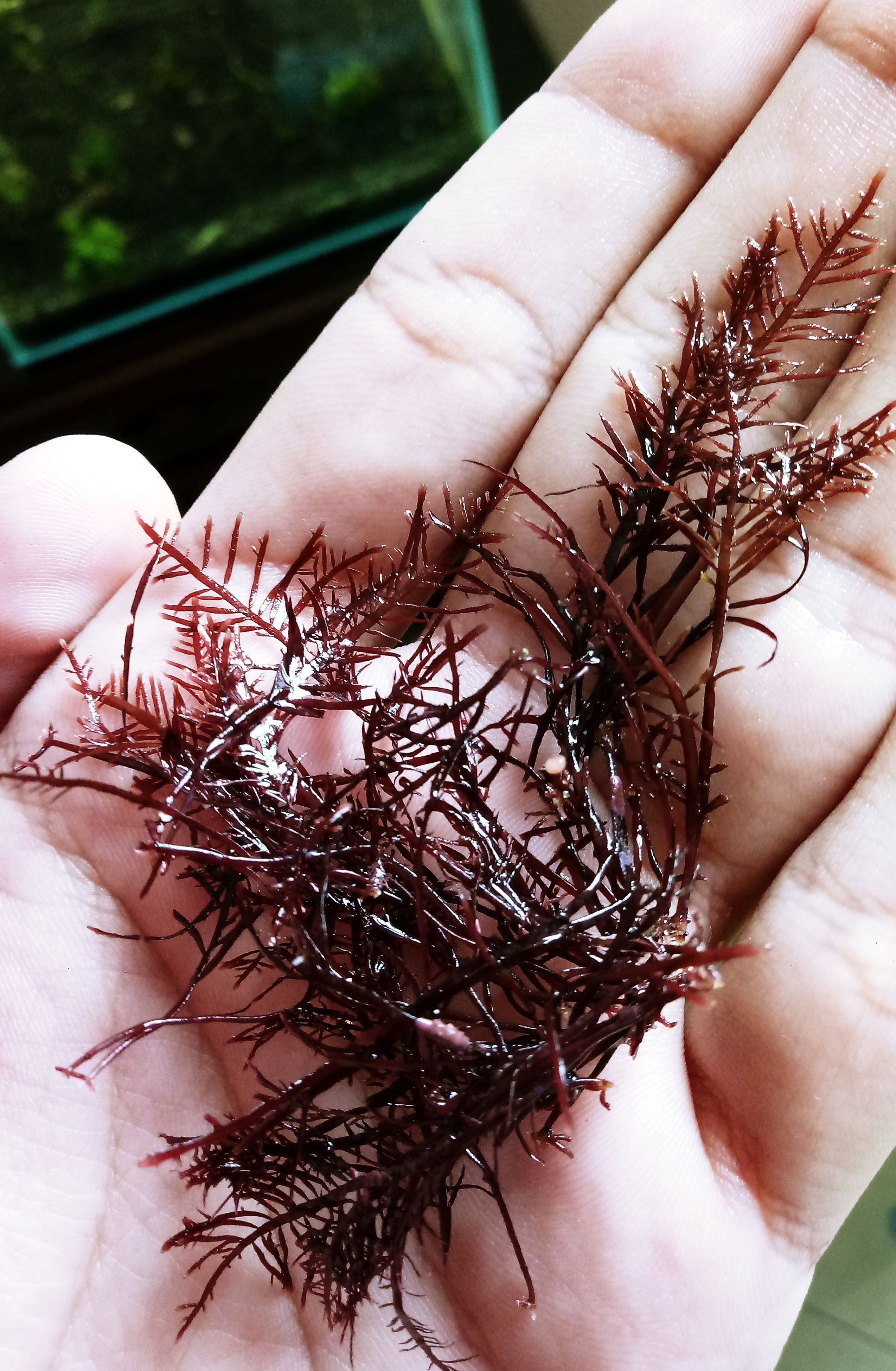 New red macroalgae to play with