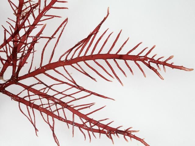 red_seaweed_pterocladiella_capillacea_25-10-14_1.jpg