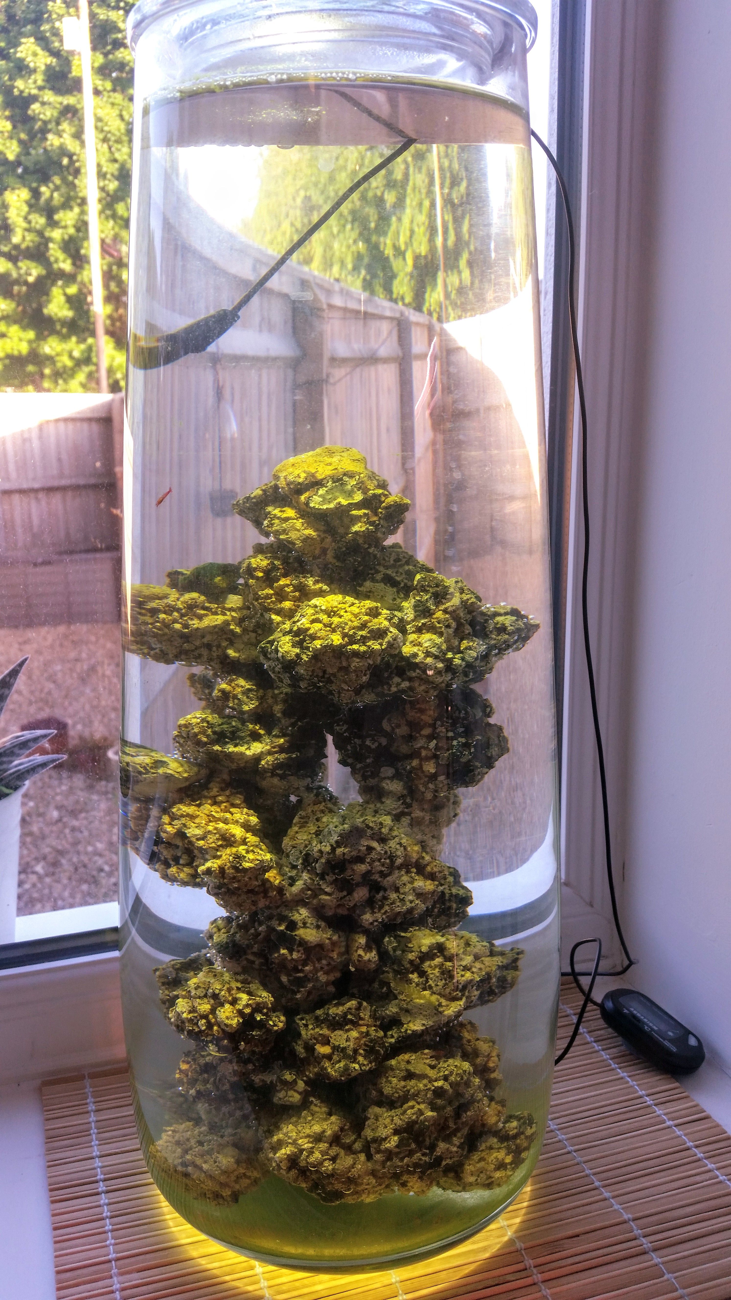 The new vase. Lighting wasn't great this morning so put a light on the top to take the photo