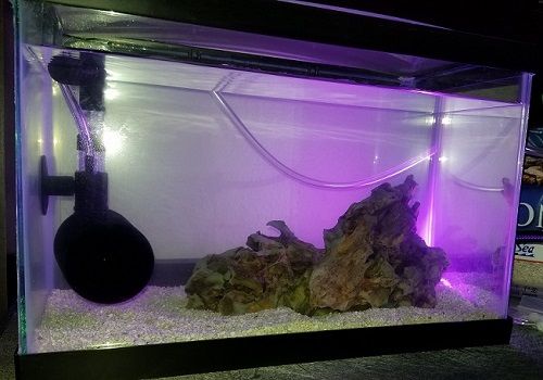 2.5 gallon tank on 06232019