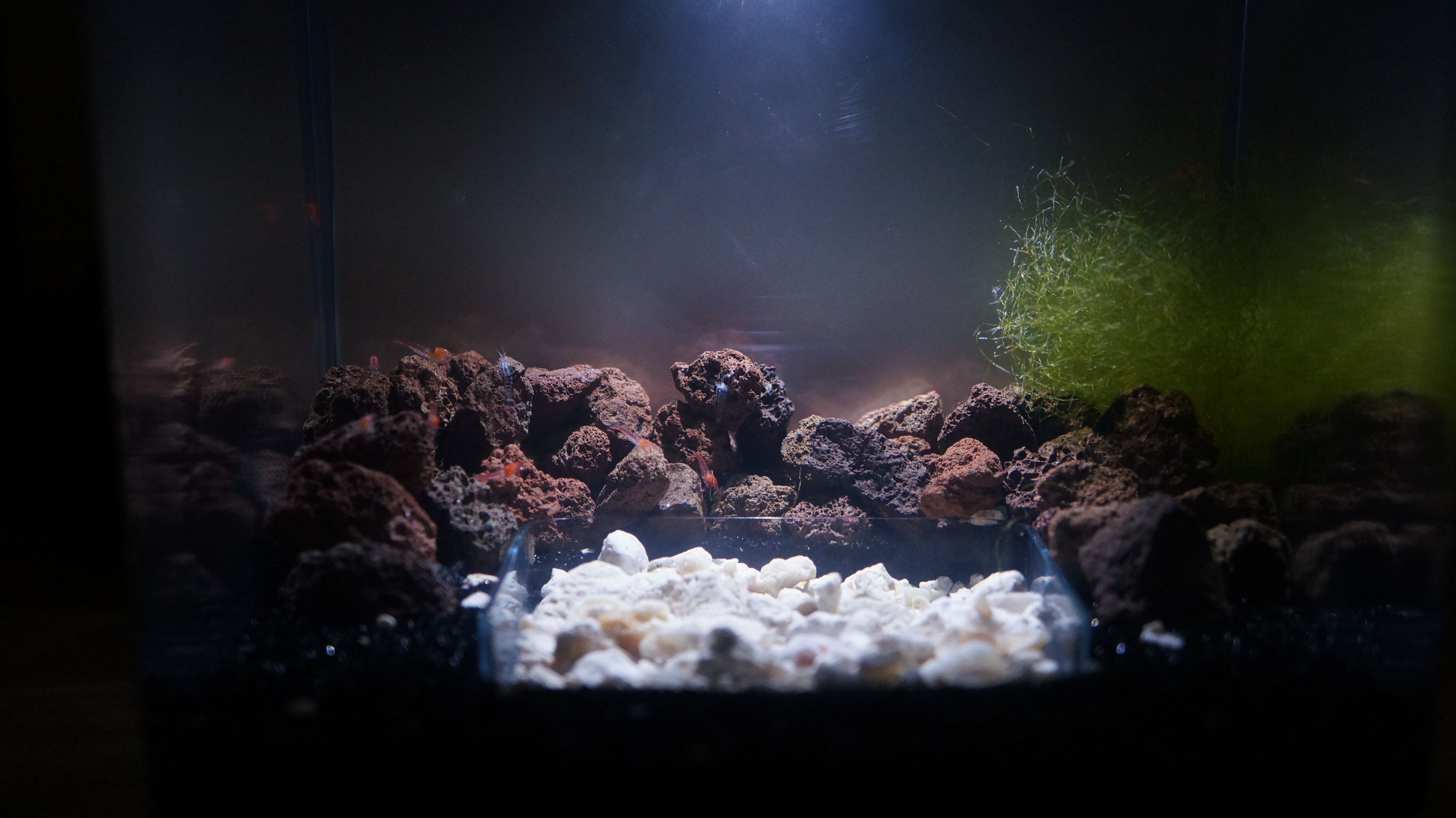 DSC01492_cleaned.JPG