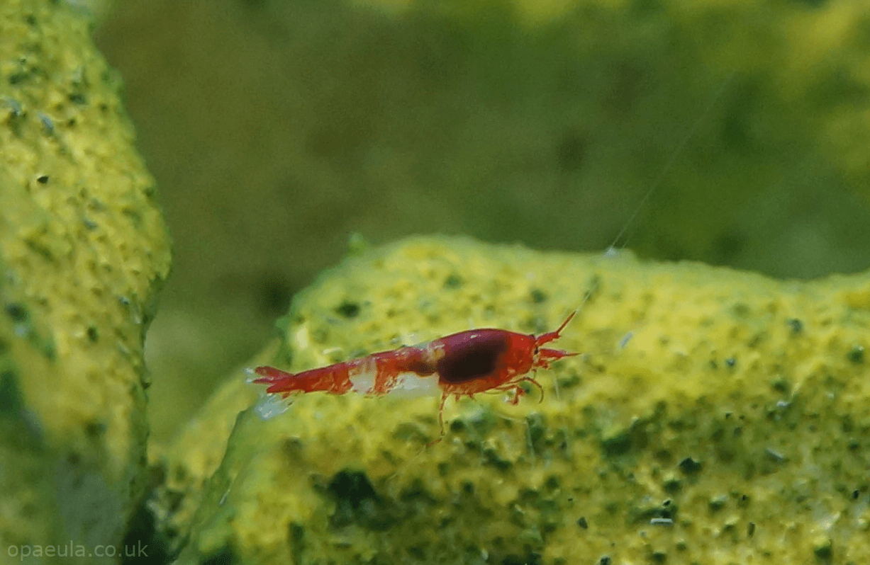 striped Opae in tank #02