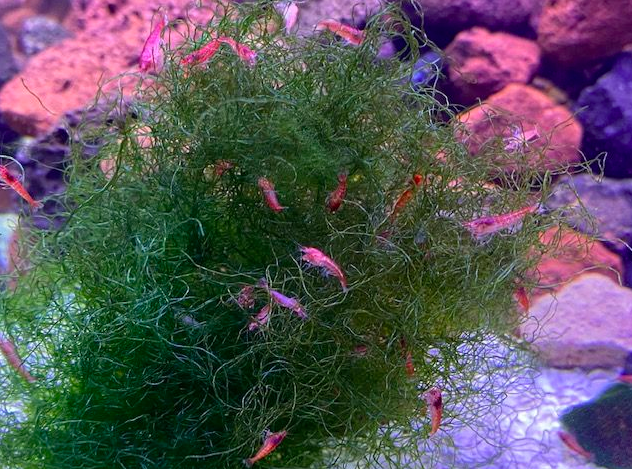 Screen Shot 2020-01-20 at 1.25.36 PM.png