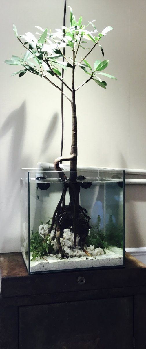 Nano Mangrove 2.JPG