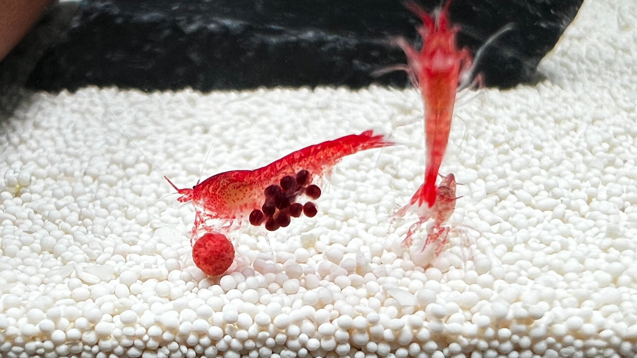 shrimp.jpg