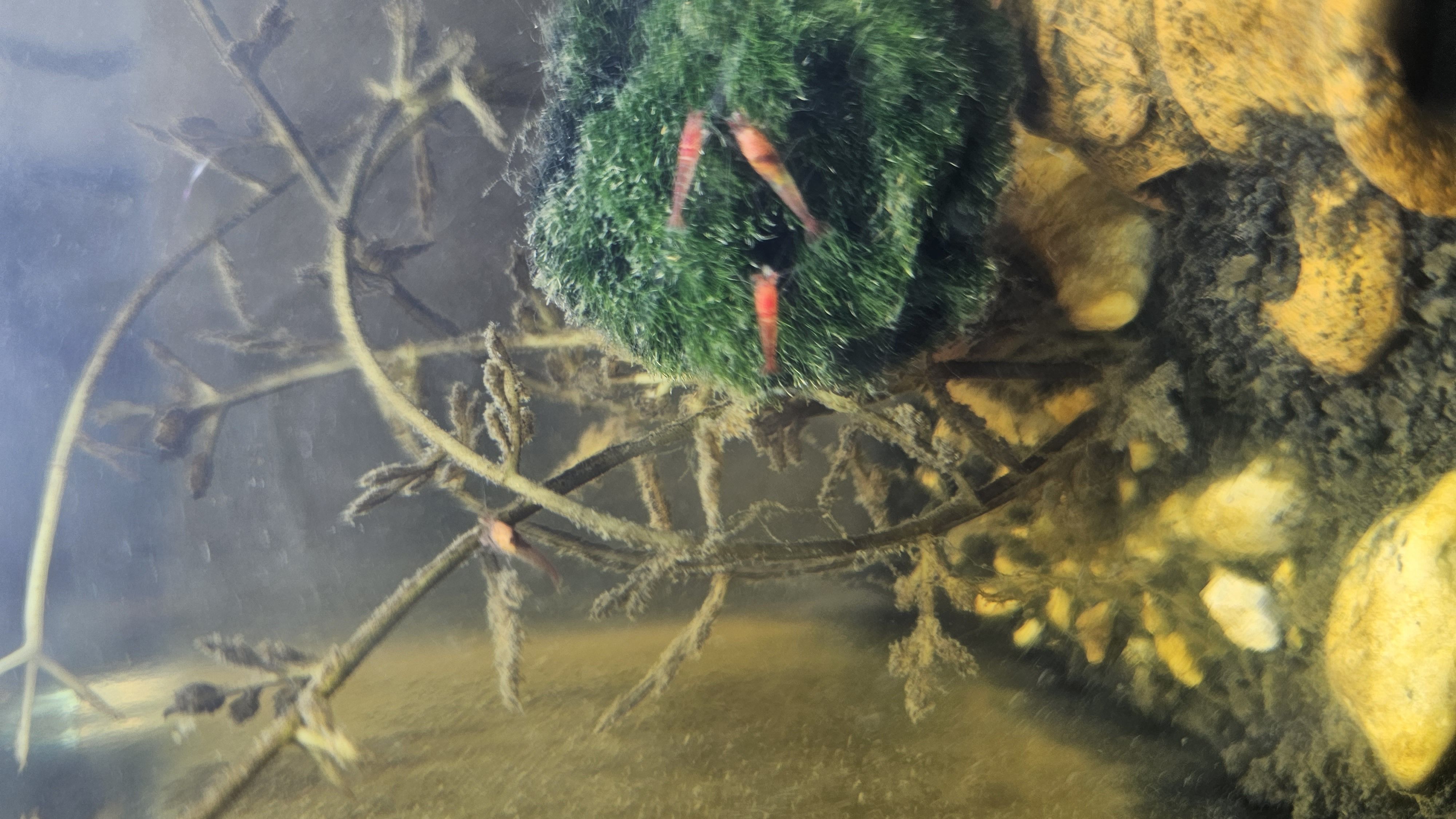Weird sediment