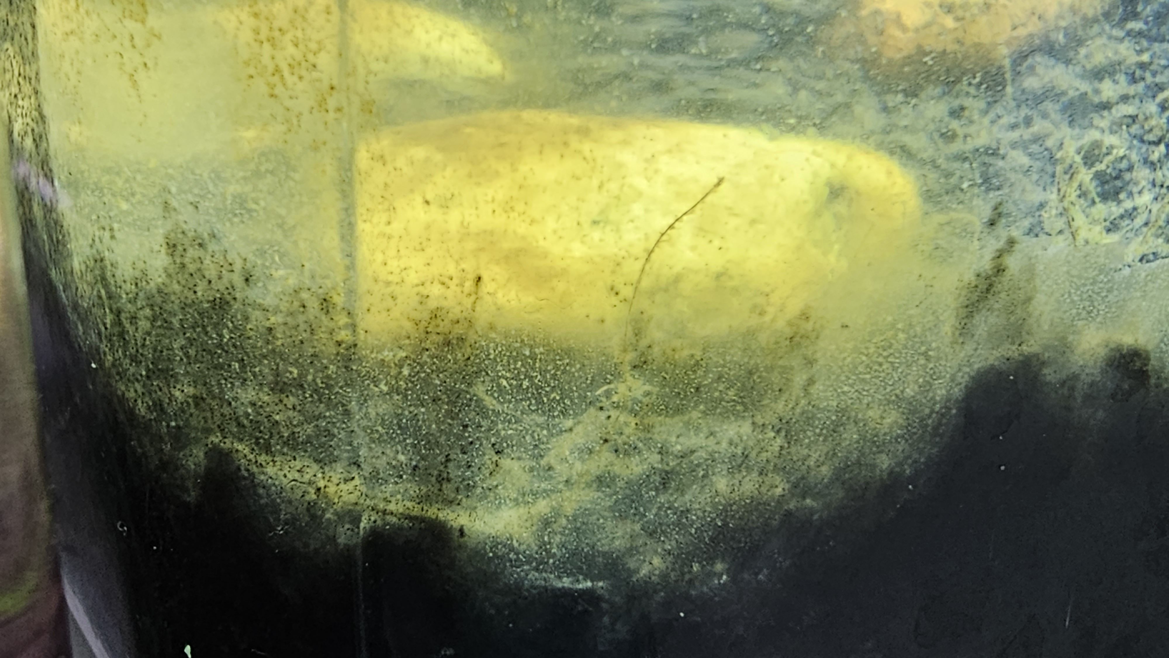 Black mold