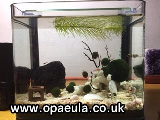 This is the tank I'm working with! Are there any problems with it?