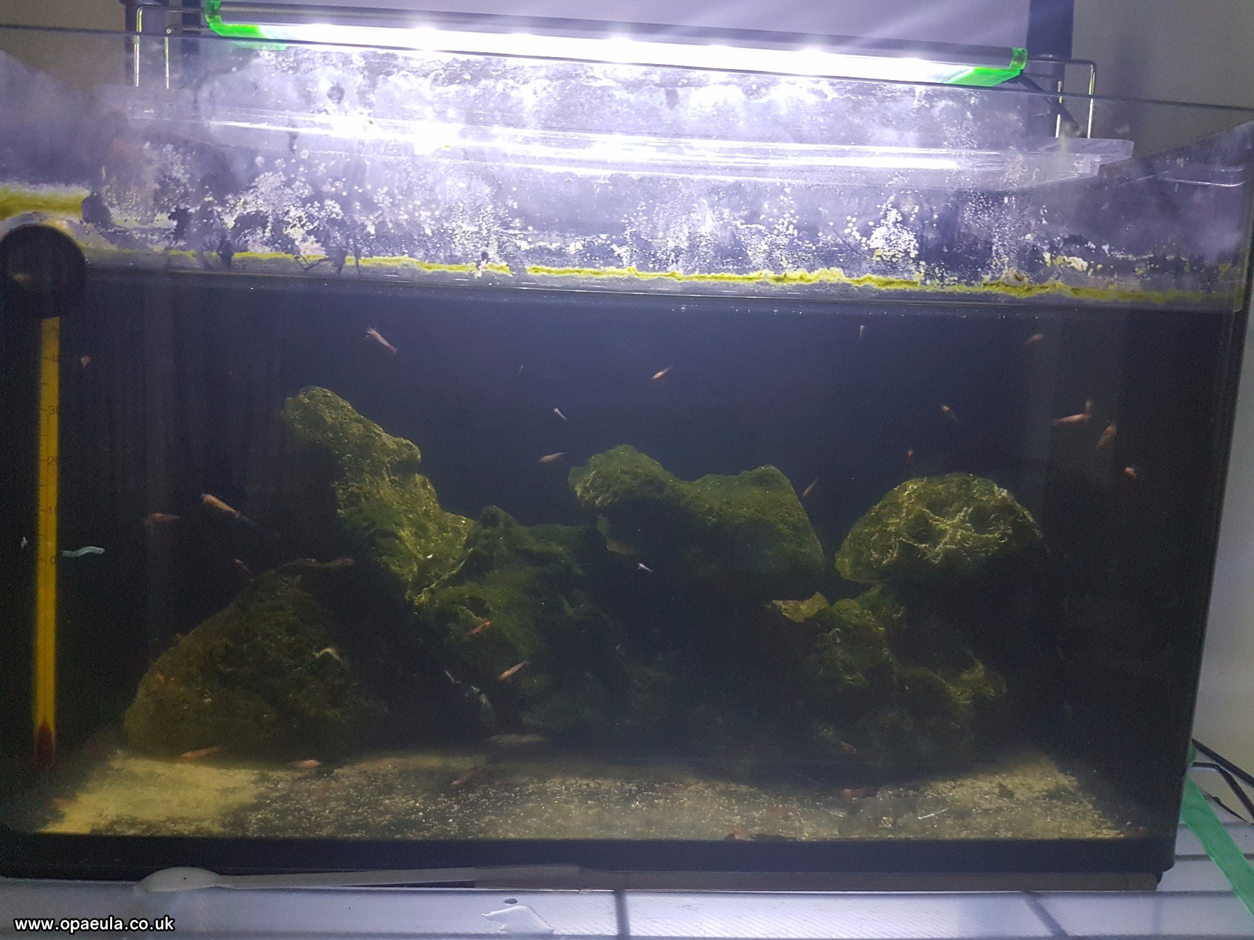 1st tank with 100 shrimps