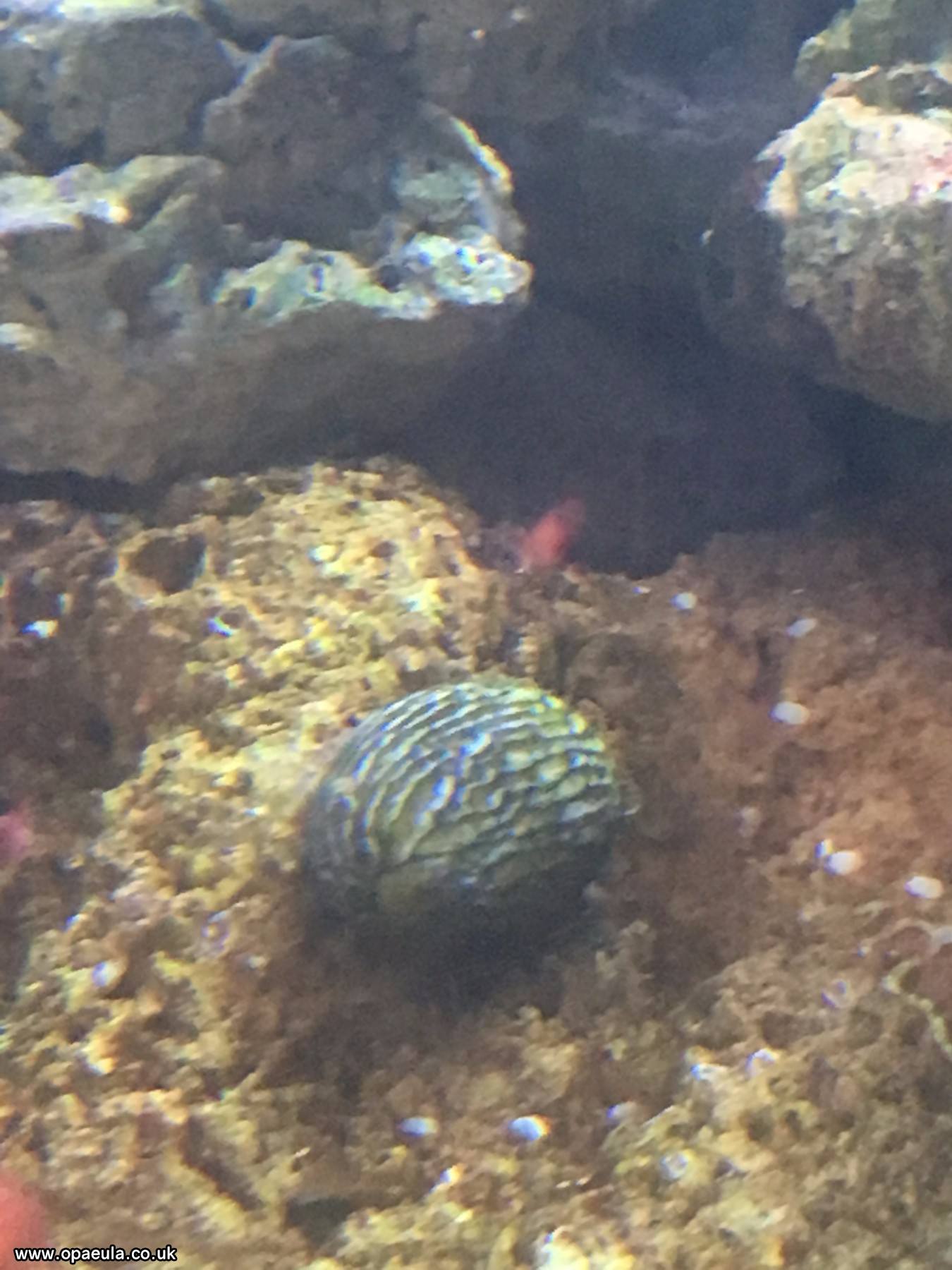 nerite 2.JPG