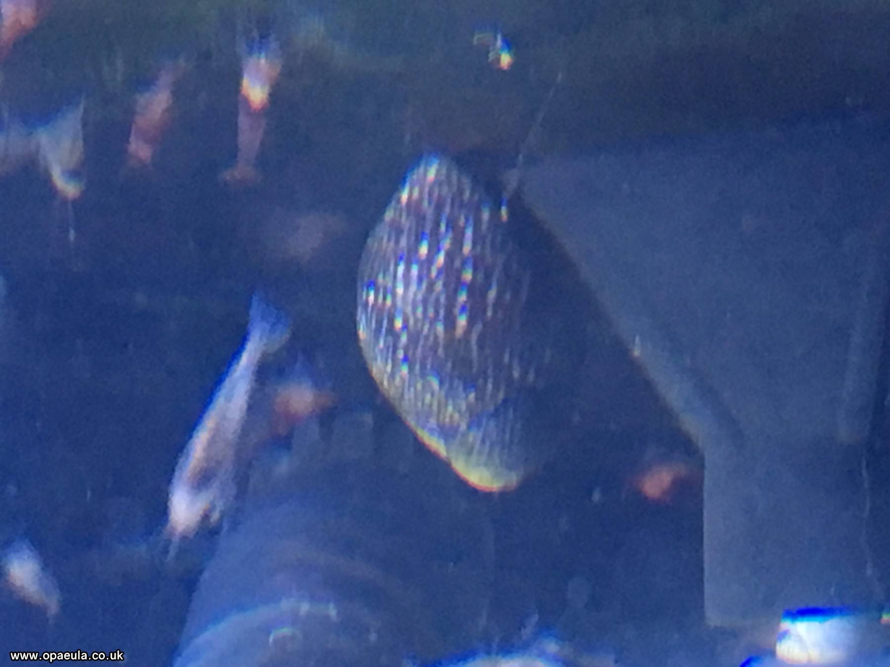 nerite 5.JPG