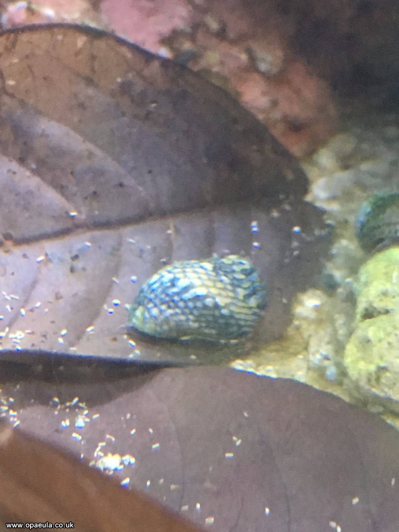 nerite 7.JPG