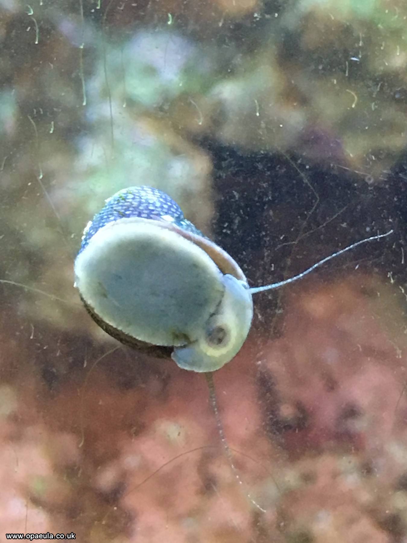 nerite 9.JPG
