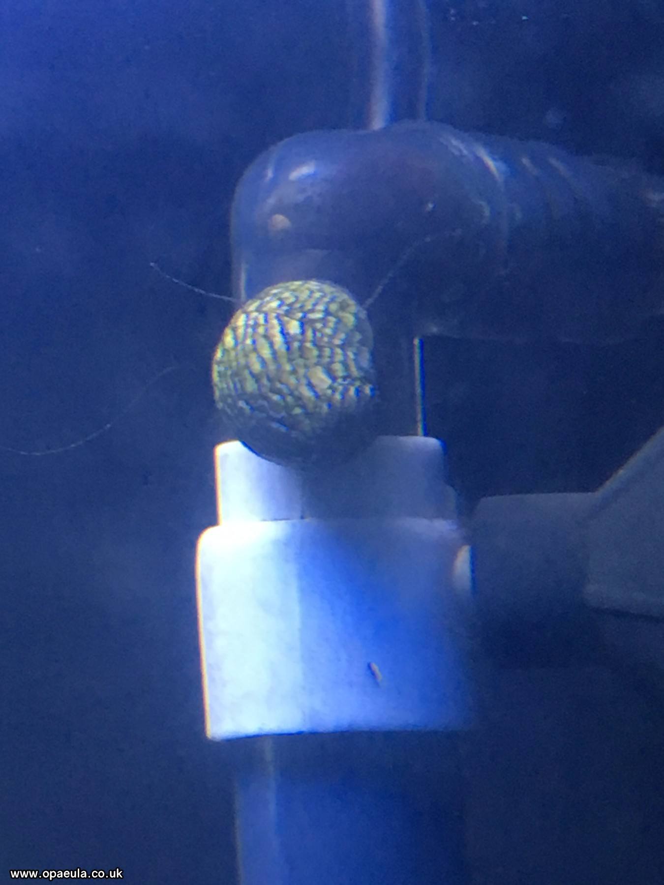 nerite 10.JPG
