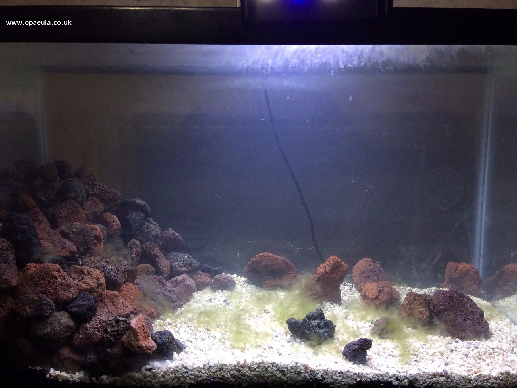 The shrimp are in!